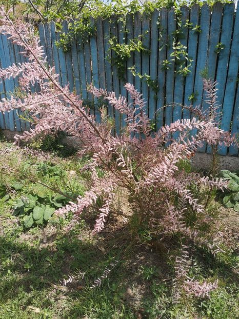  - arbori ornamentali 2022