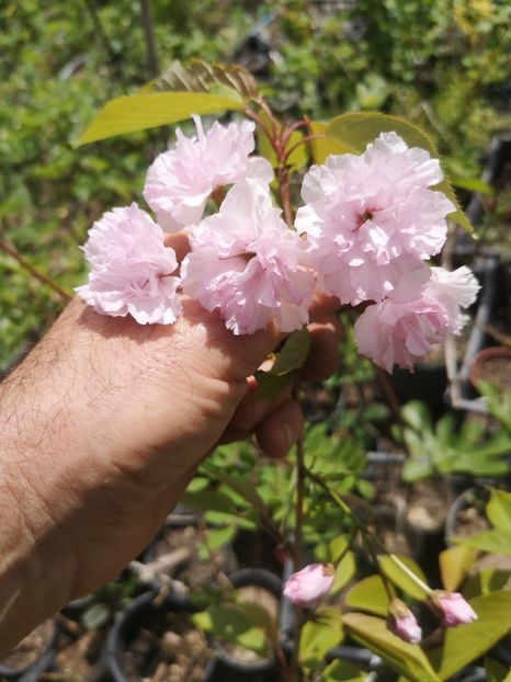  - arbori ornamentali 2022