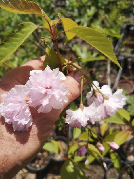 cires japonez - arbori ornamentali 2022