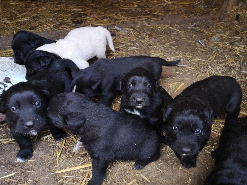  - Pui Labrador Retriever