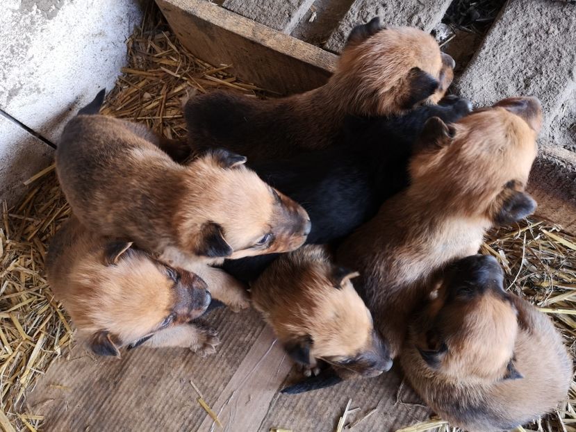  - Pui Ciobanesc Belgian Malinois 2022