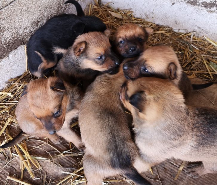  - Pui Ciobanesc Belgian Malinois 2022