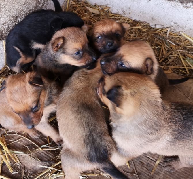  - Pui Ciobanesc Belgian Malinois 2022