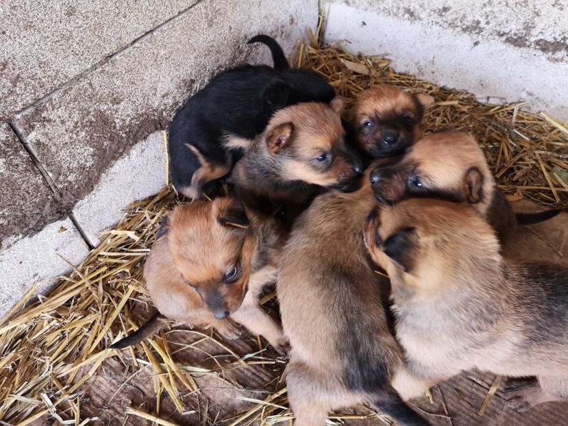  - Pui Ciobanesc Belgian Malinois 2022