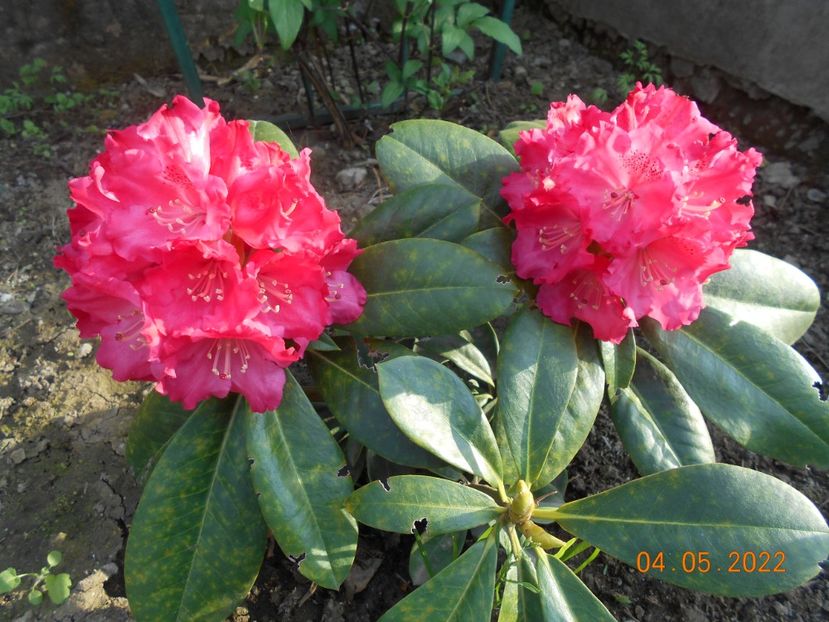 rodo Fantastica - 02 Azalee-rhododendroni-heleborusi-hortensii-hoste 2022