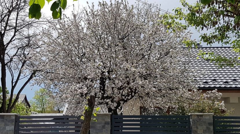 Pomul de peste drum de casa mea! - Mai 2022