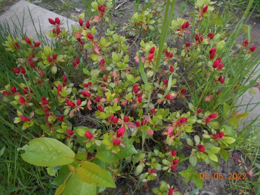  - 02 Azalee-rhododendroni-heleborusi-hortensii-hoste 2022