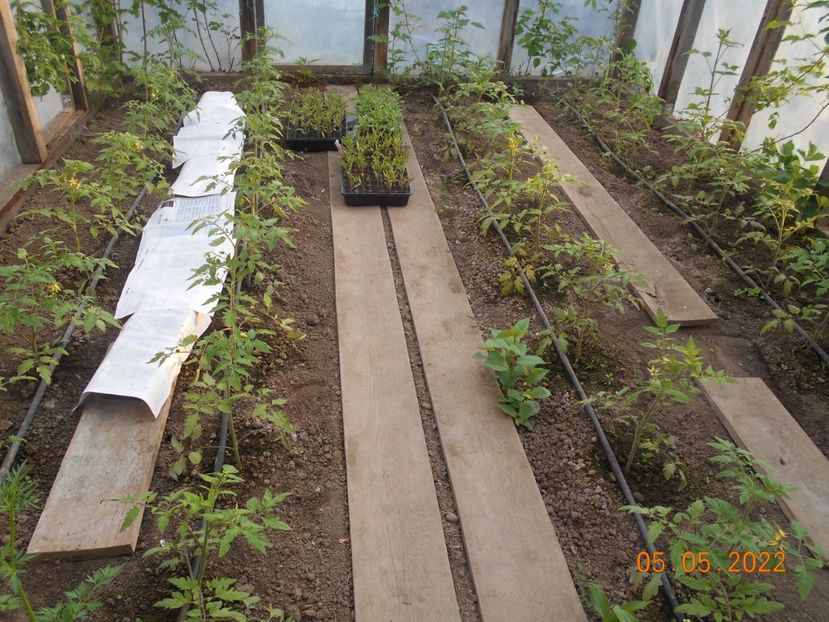  - 02 Gradina de legume 2022