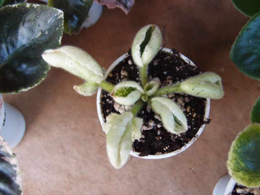 P4248970 - Wesleys King of Cups