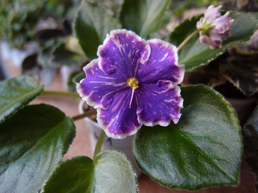 LE Galactic Storm - a a Ghiceste varietatea 2022 recapitulare