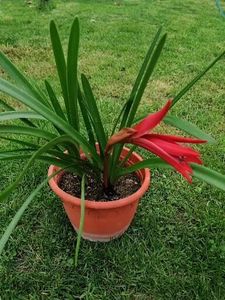  - Sprekelia Formosissima