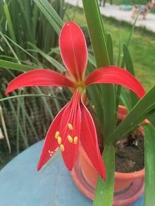  - Sprekelia Formosissima