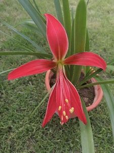  - Sprekelia Formosissima