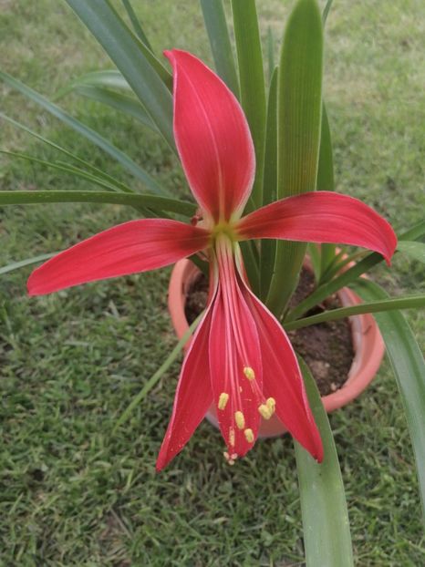  - Sprekelia Formosissima