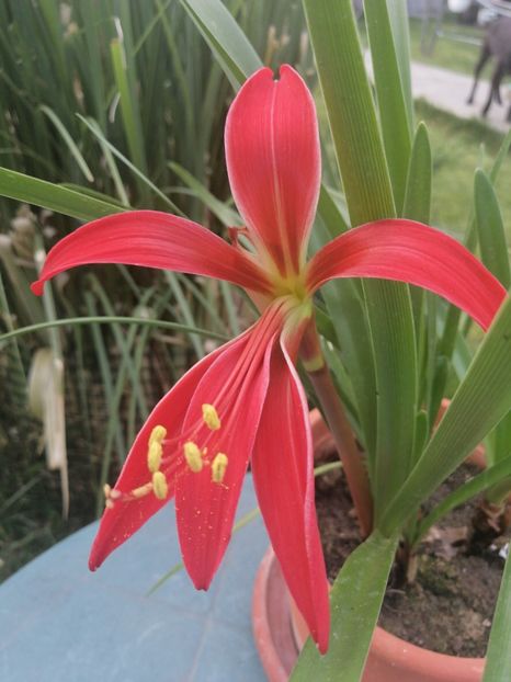  - Sprekelia Formosissima