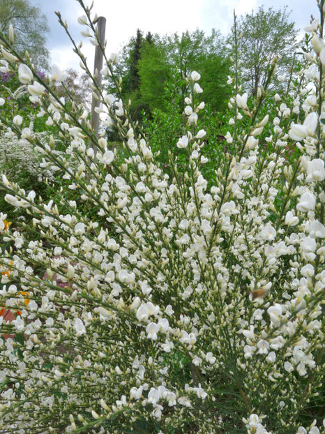  - 2022 - 01 - Primavara