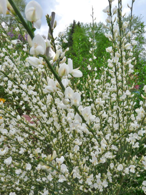  - 2022 - 01 - Primavara