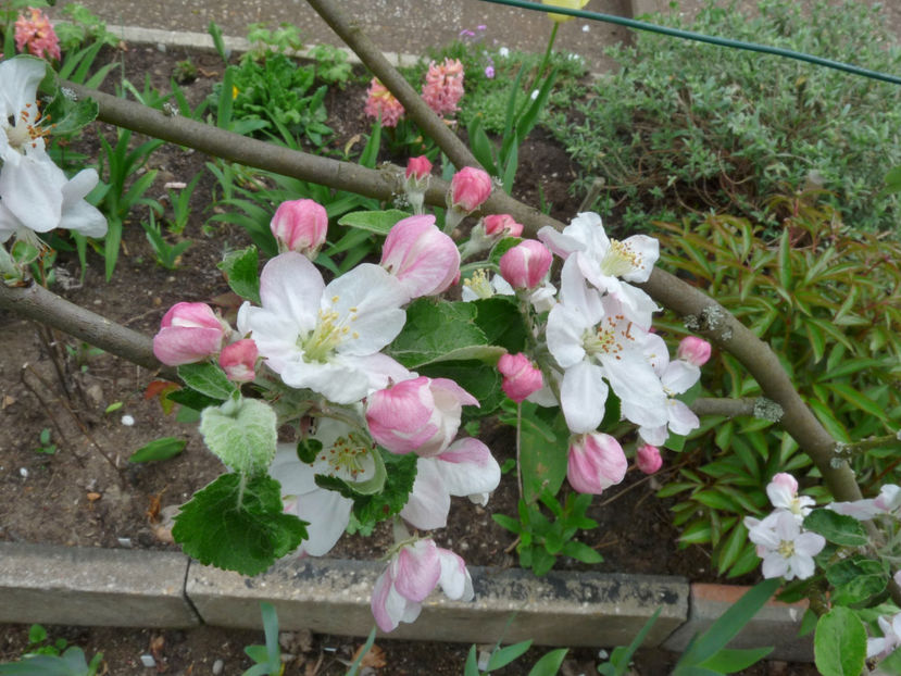  - 2022 - 01 - Primavara