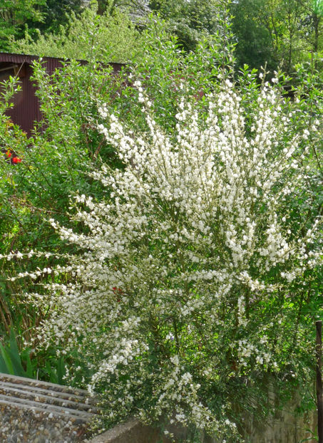  - 2022 - 01 - Primavara