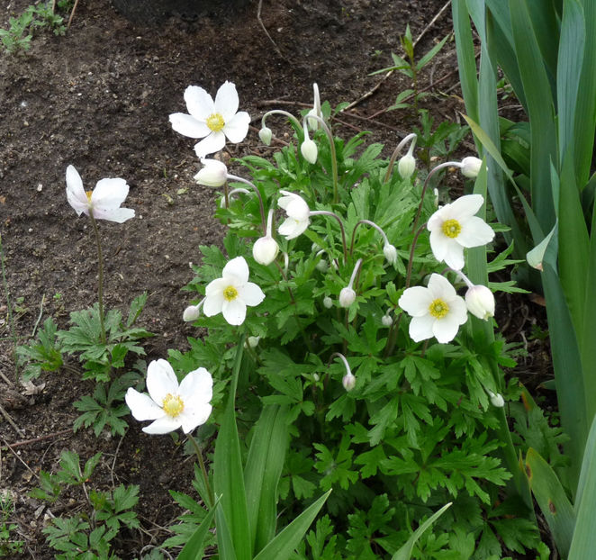  - 2022 - 01 - Primavara