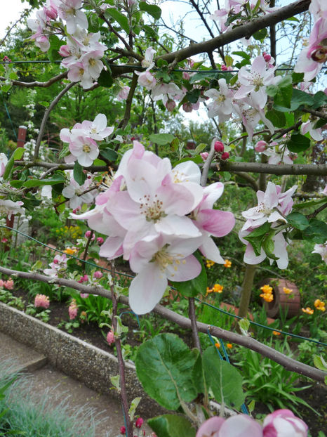  - 2022 - 01 - Primavara