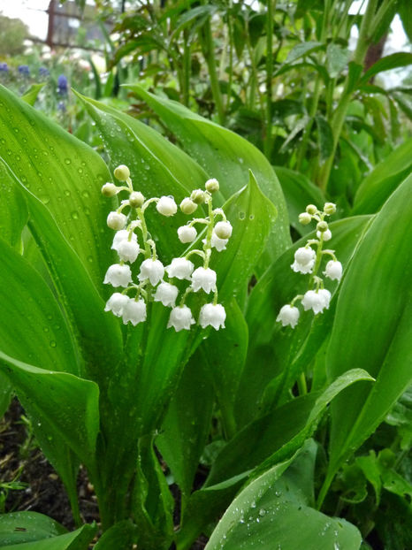  - 2022 - 01 - Primavara