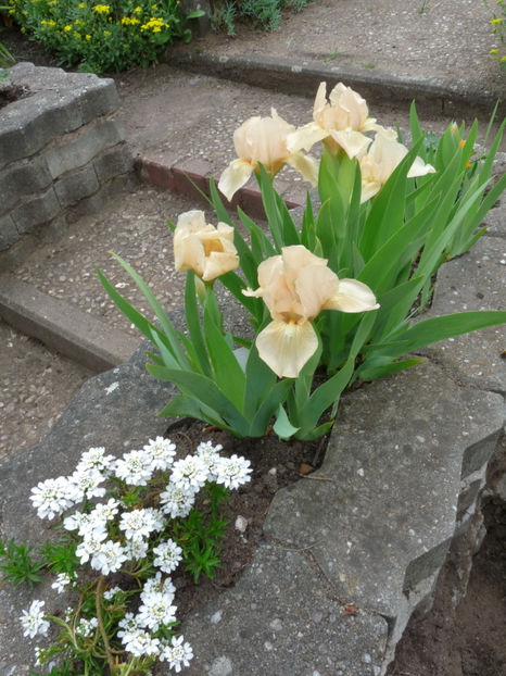  - 2022 - 01 - Primavara