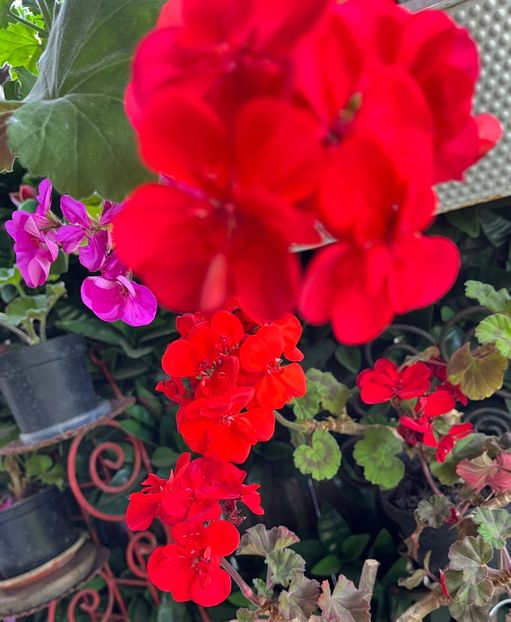 D70446E6-2494-47DA-9D00-C56B5DF38CAA - Muscate 2021 22