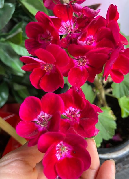 910C514D-F103-48D2-9660-DBF668D24D12 - Muscate 2021 22