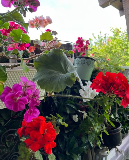 9F3F5D11-1ABF-42B4-AFF8-FFE9FE33C83E - Muscate 2021 22