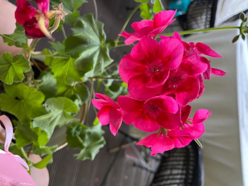 54A67B22-AFA8-40B8-82DE-BC26EABAD6E2 - Muscate 2021 22