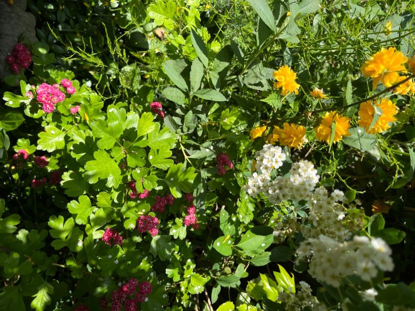 8746C6D3-D30F-40C8-AD4D-CDD815C21EB5 - Arbuști 2021-2023