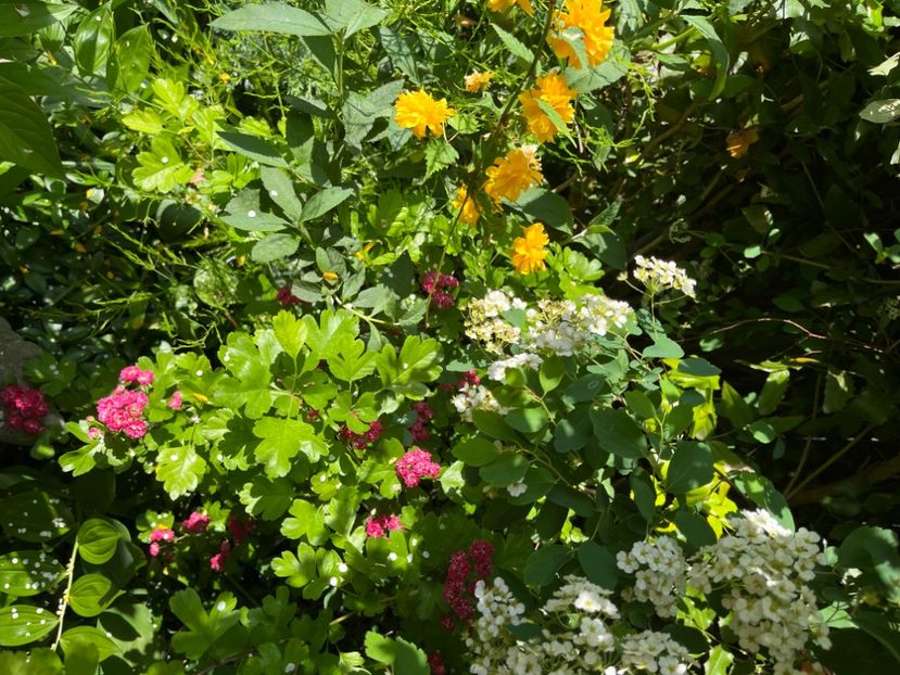 72F62552-B232-486F-BB74-2B899FDBDBC5 - Arbuști 2021-2023