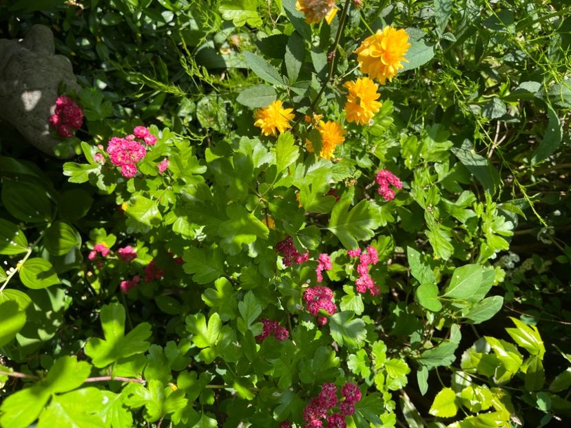 36E08B0D-574A-45ED-BF73-7DD3CB0F0CD5 - Arbuști 2021-2023