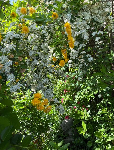 A3F596B0-5B09-4821-82ED-C81E760B7756 - Arbuști 2021-2023