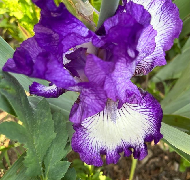 1AB28F24-D850-429C-9EE8-48FF7CD0118E - IRISI 2021 22