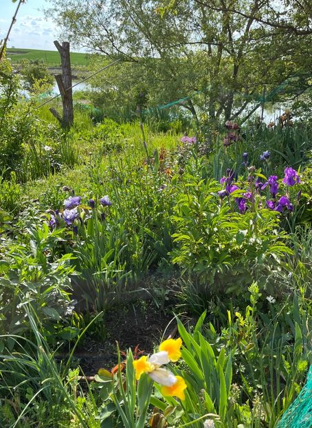 A615A2BD-747F-43B4-94C3-D594CB3CE7B0 - IRISI 2021 22