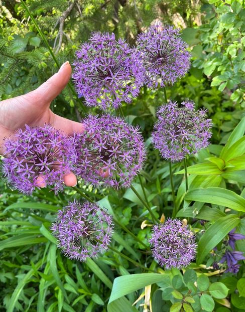 26335C53-7BFB-4ABD-BE24-977F716D18AE - Allium 2020 21 22