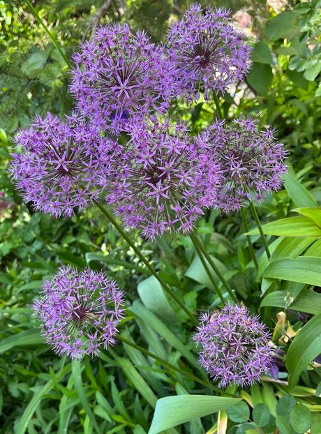 4ADA48E1-C158-494E-A603-6FAD536AD658 - Allium 2020 21 22