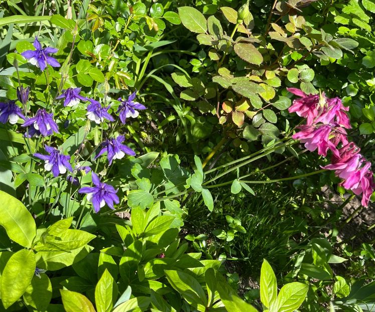 63887E54-2C7E-4690-8FEB-5E507CF55739 - Caldaruse 2020-2023