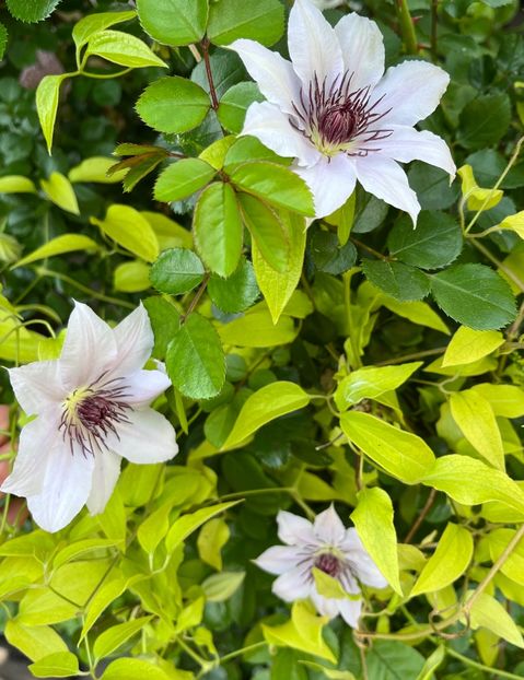 52B98E1A-CAC5-4BE0-8F8F-B1FD797DBF31 - Clematite 2020-2023