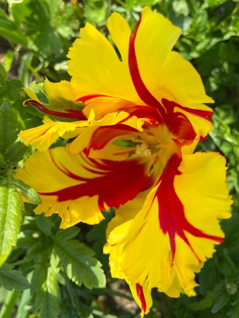 88B69D9B-E3E1-4E9B-A0B2-6DBDF01B4B21 - Lalele 22 23