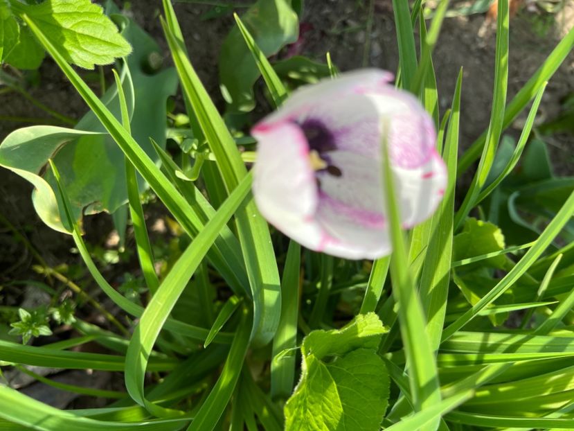 EA53D1D1-DC07-4CCE-A3FA-A69EB3BB7572 - Lalele 22 23