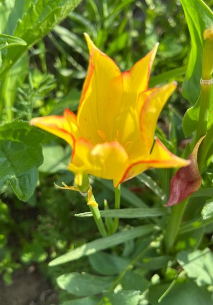 7859B525-C5FC-45B5-937C-FA62824EE20E - Lalele 22 23