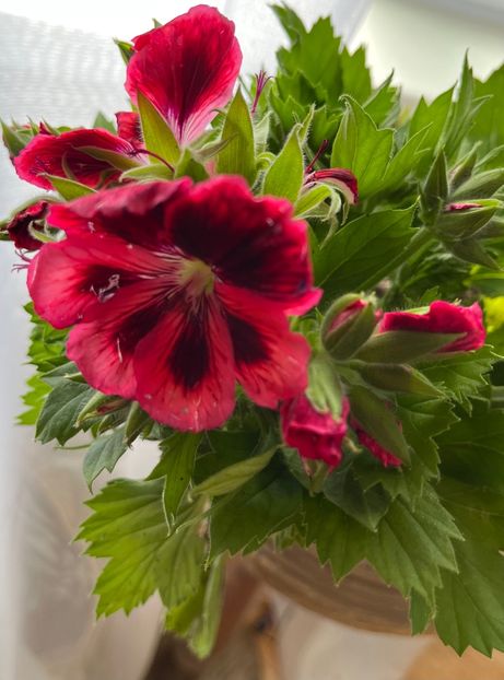 671DB0CA-A56B-4F85-9D13-FDDA2D093750 - Muscate 2021 22