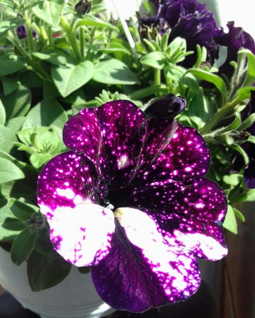  - Linişte şi flori