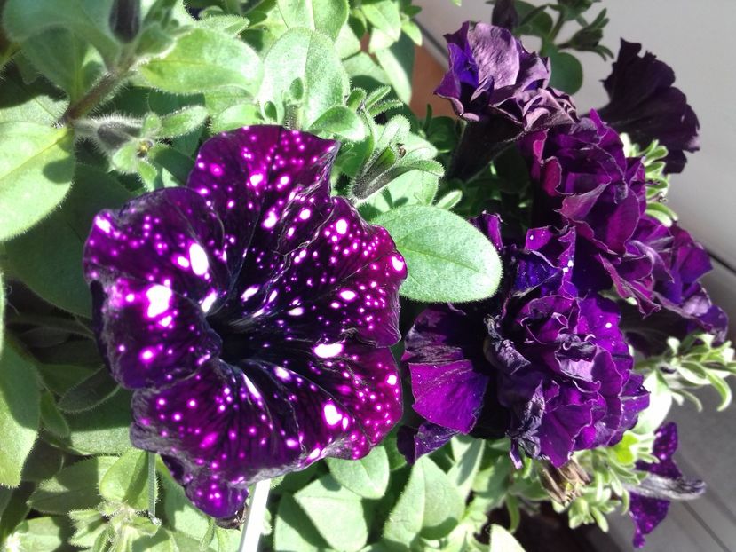  - Linişte şi flori