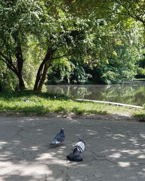  - ZZ Gradina Botanica Bucuresti