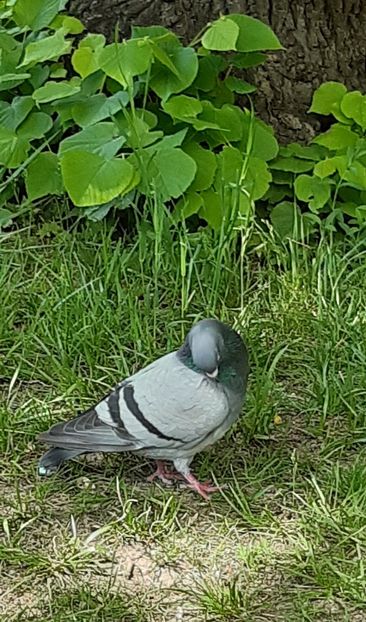  - ZZ Gradina Botanica Bucuresti