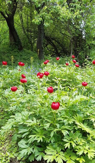  - ZZ Gradina Botanica Bucuresti